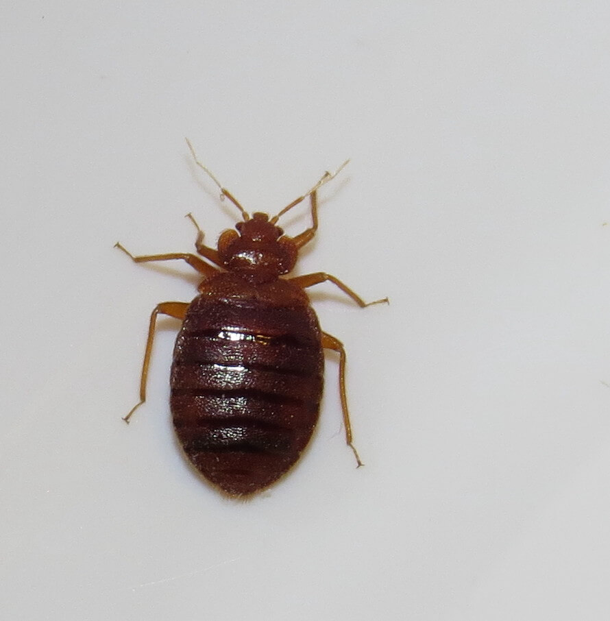 A BedBug