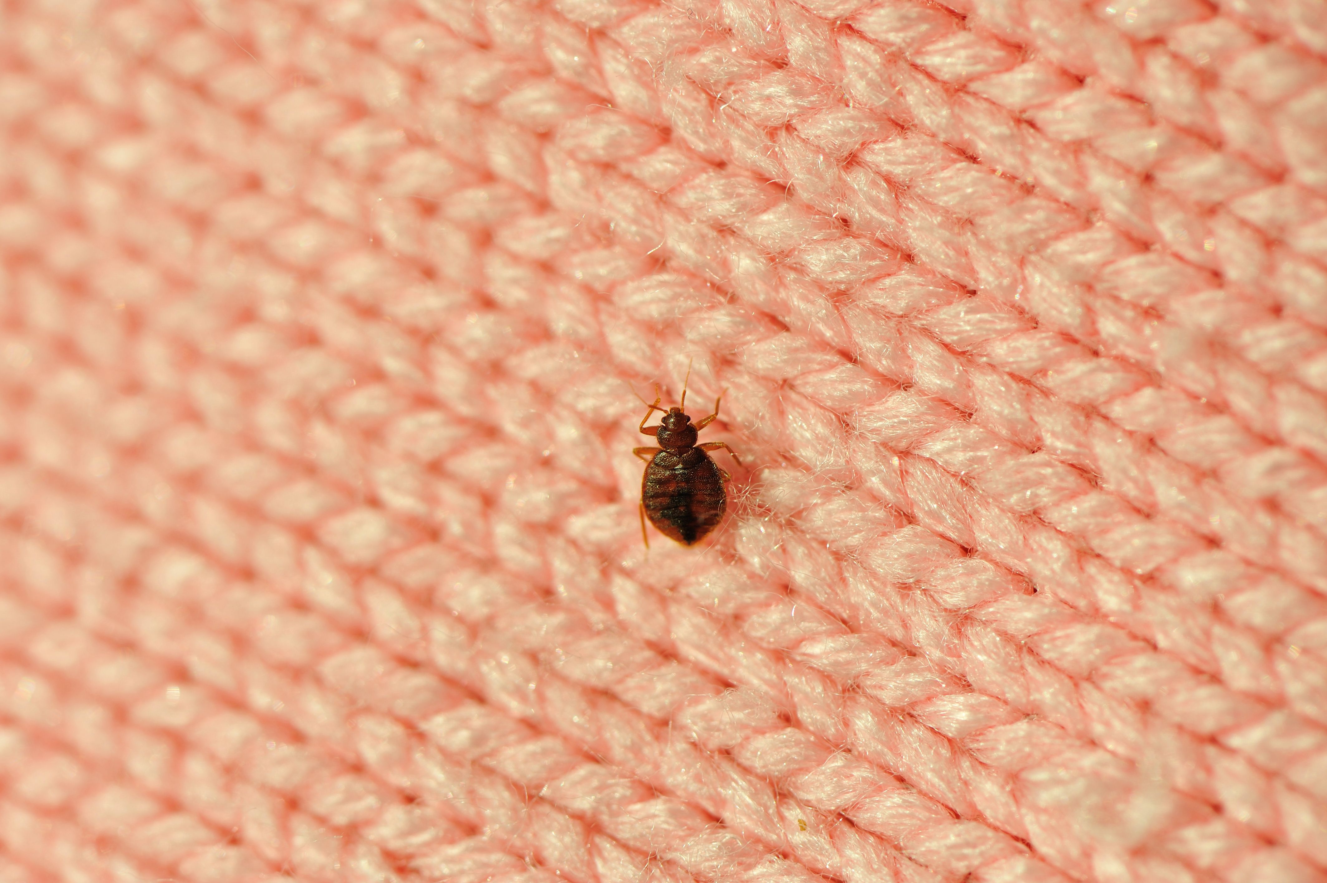 bedbug on a blanket