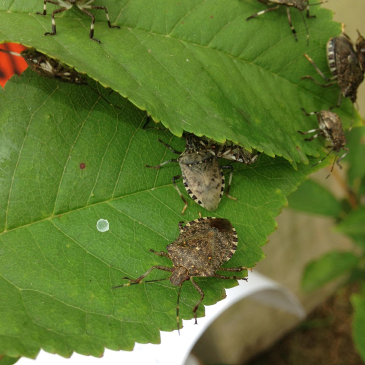 Bugs on Leaves