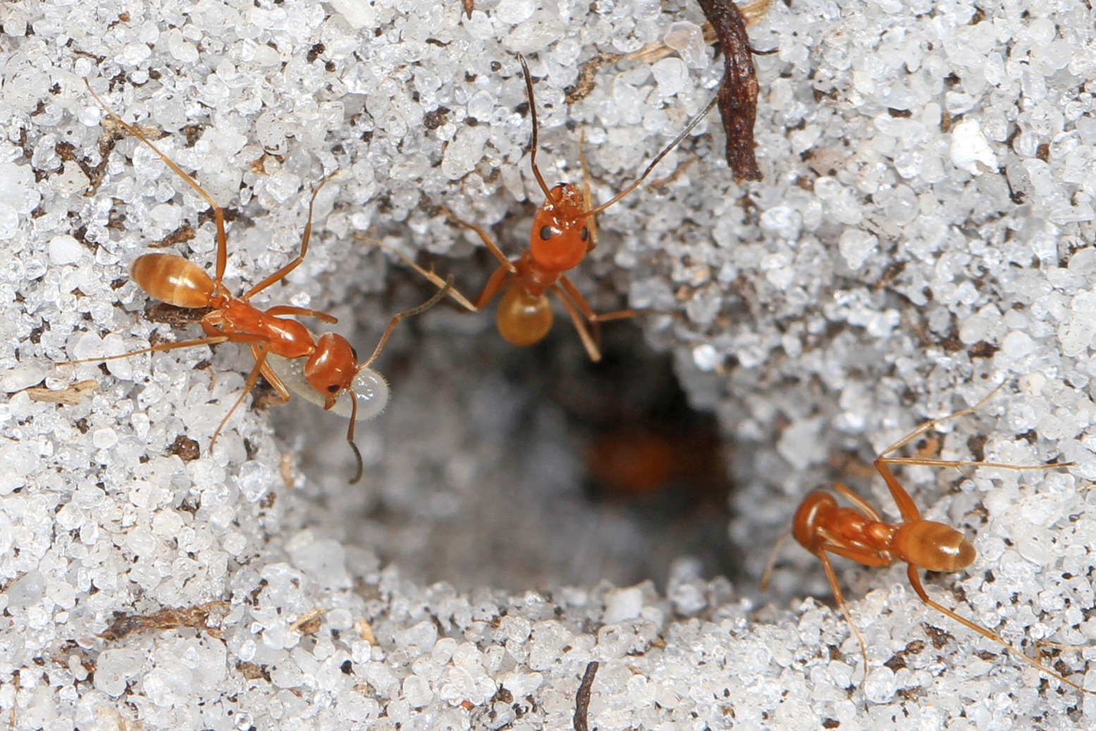 How ants mate? — Kayla’s student essay