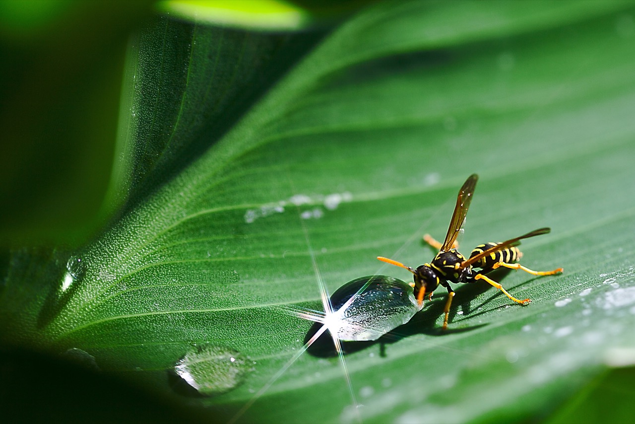 Yellow Jacket Wasp