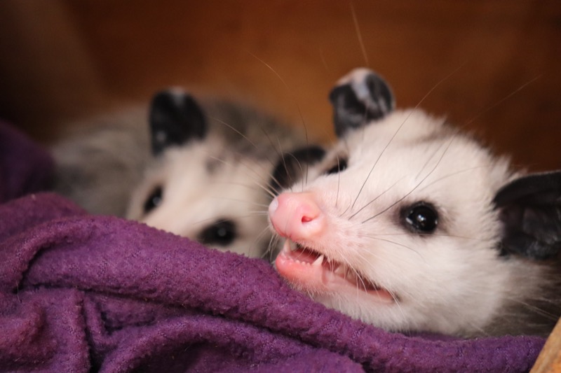 What is The Difference Between Opossums and Possums?