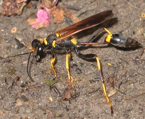 Mud Daubers or Dirt Daubers?