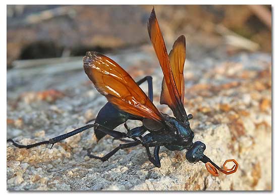 Tarantula hawk