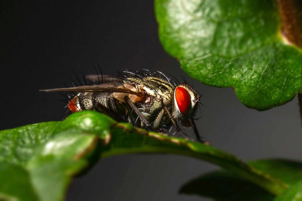 Everything You Need to Know about House Flies