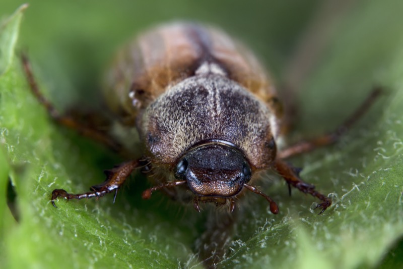 Carpet Beetles