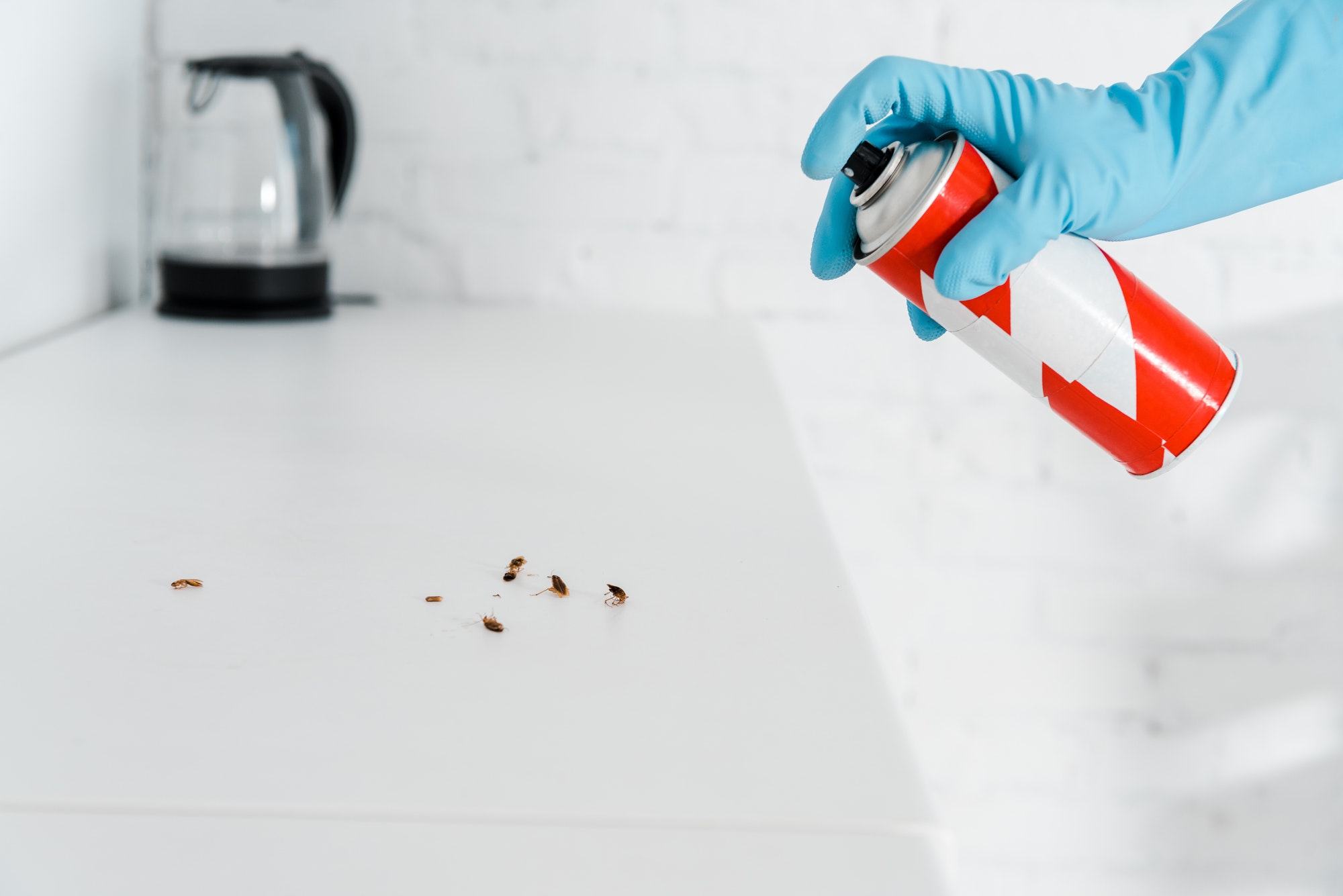 Will Pest Control Get Rid of Bed Bugs — India’s student essay