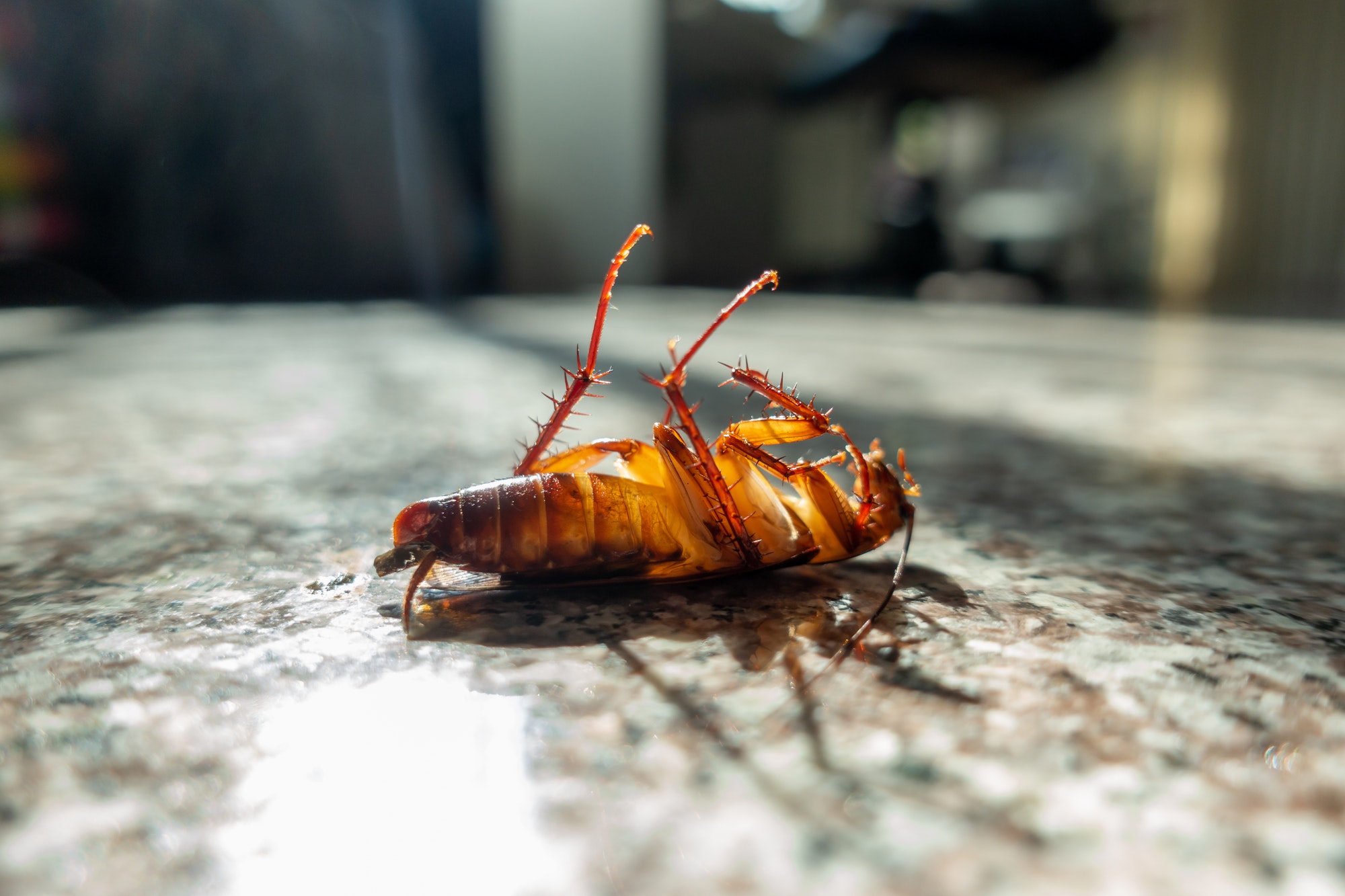 Cockroaches In The Home Nashville