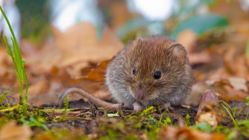 Identify Moles, Voles, and Gophers​ in Nashville