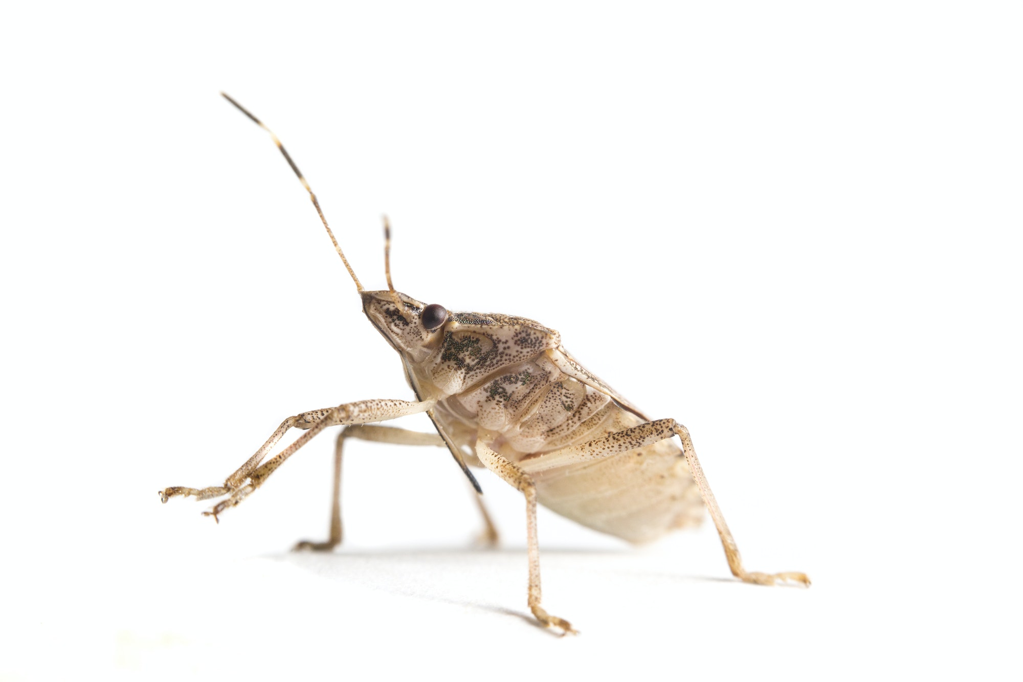 Isolated living brown marmorated stink bug