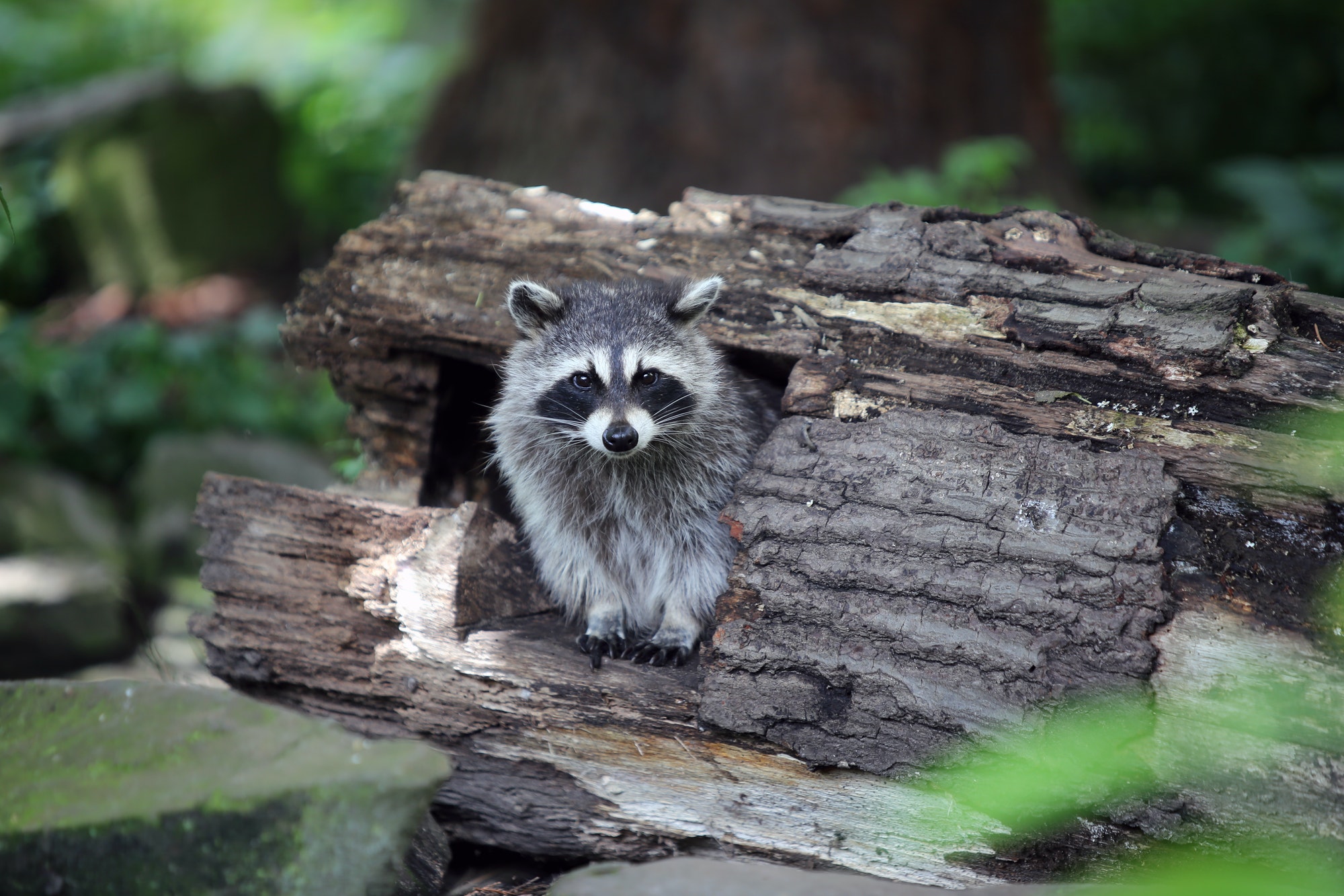 Raccoon