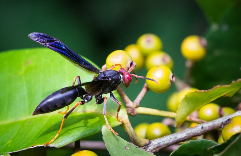 Red Wasp