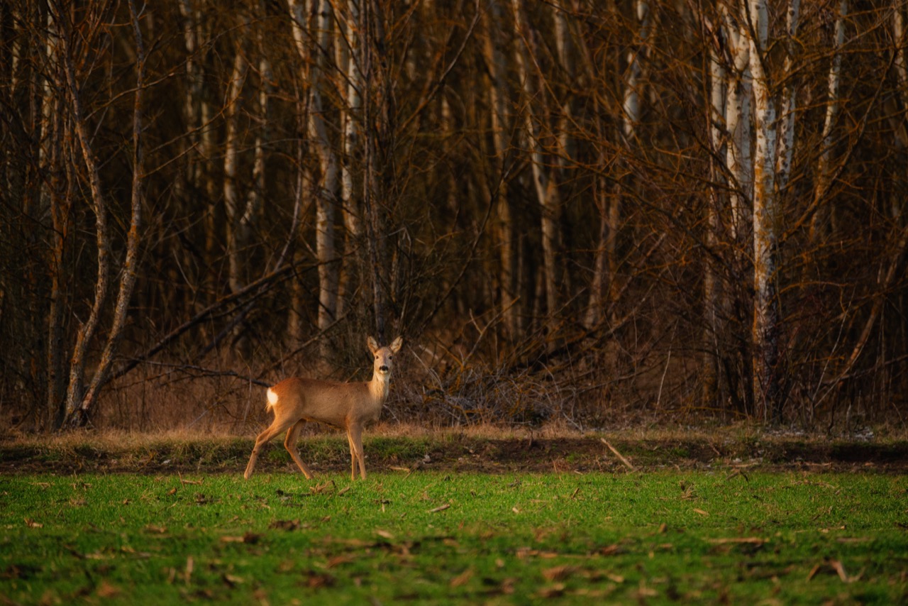 Deer in the woods