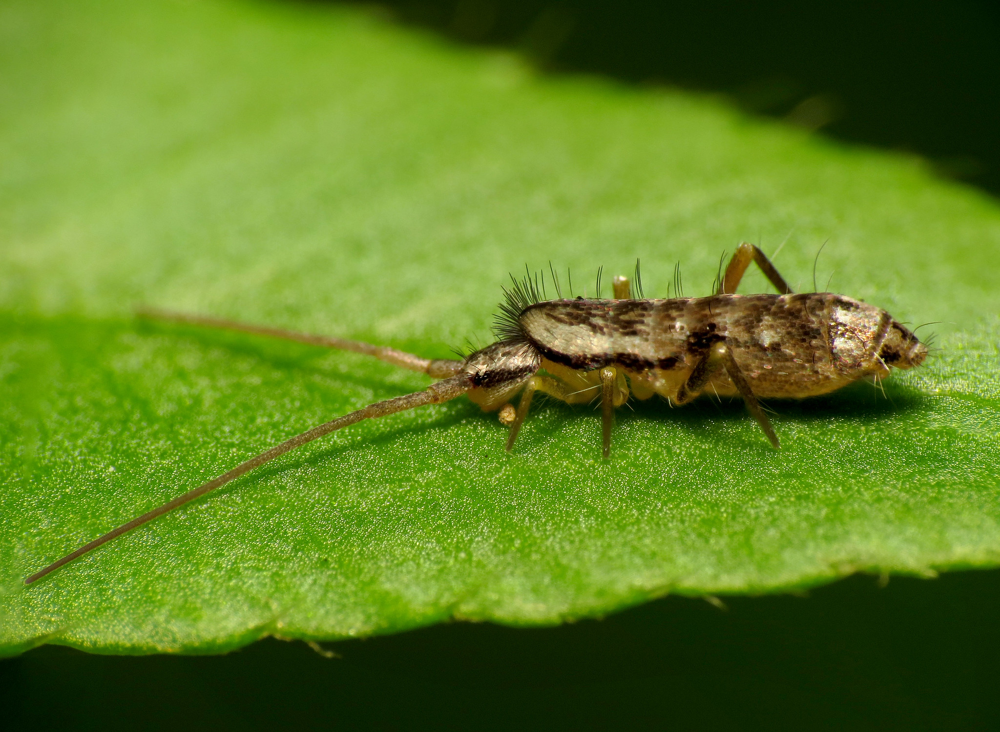 What are Springtails?