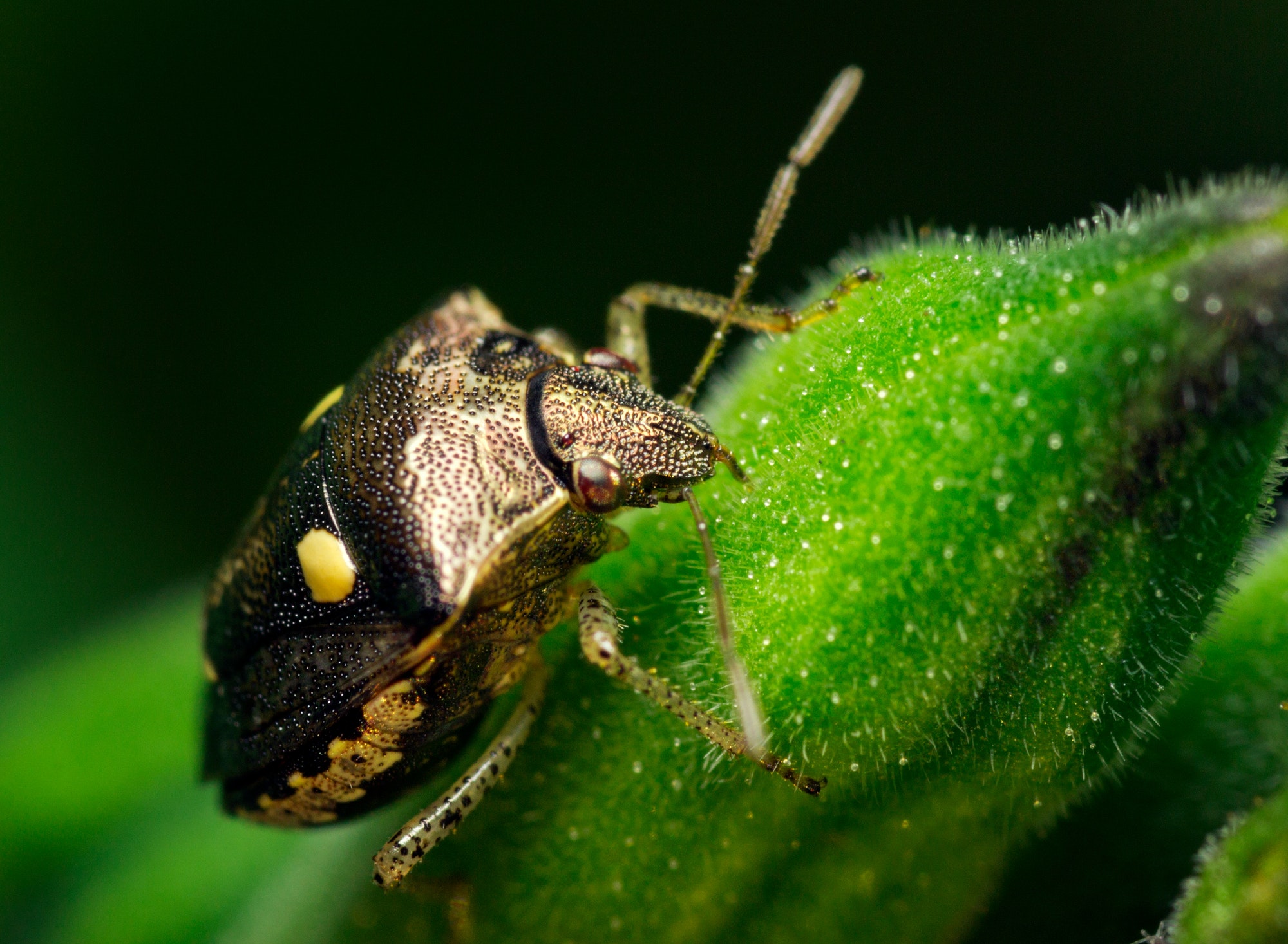 Stink bug on a green leaf