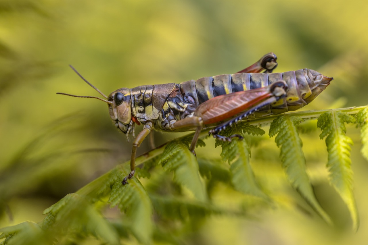 What Do Crickets Eat?