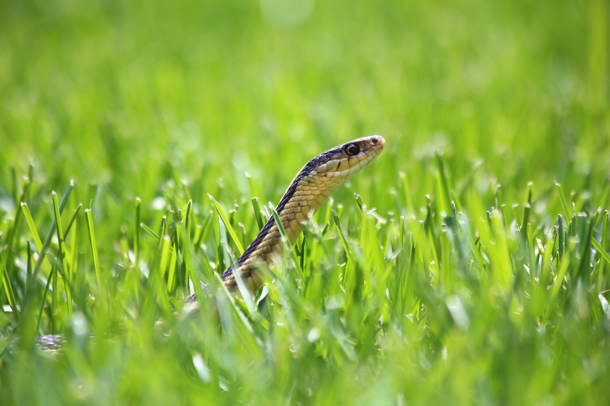 Garter Snake