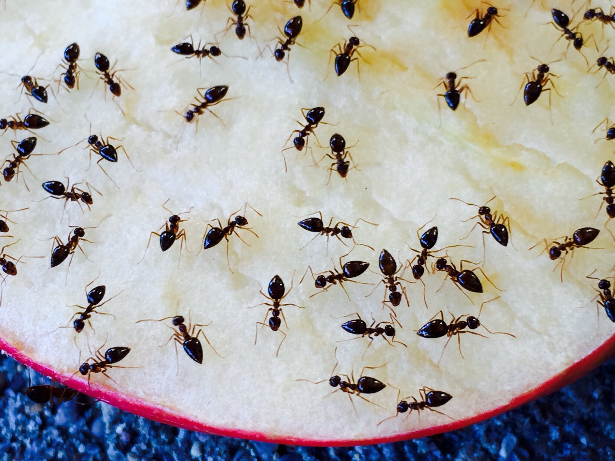 How Do Ants Find Food — Ashley’s student essay