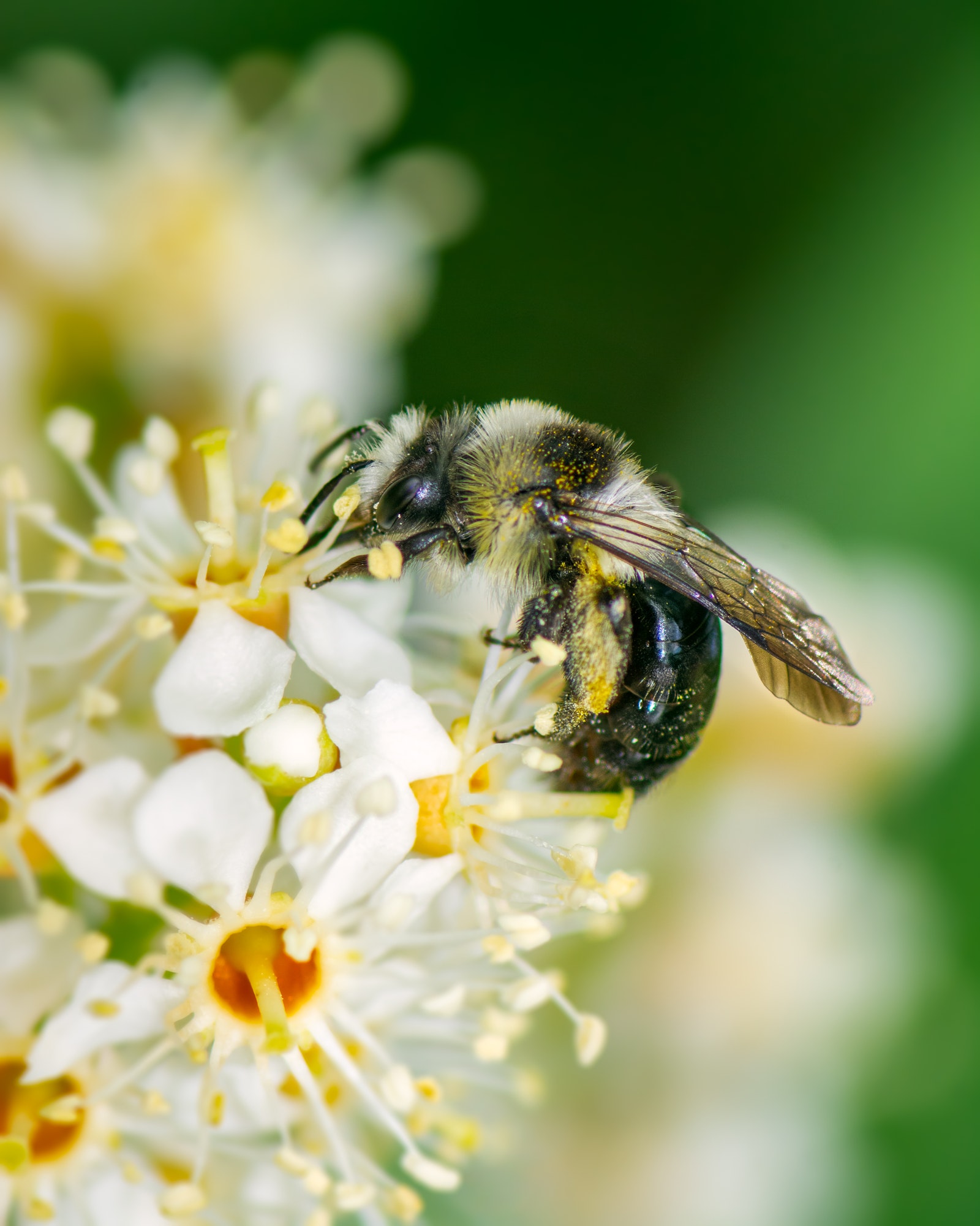 Bee pollinating on a flower blossom