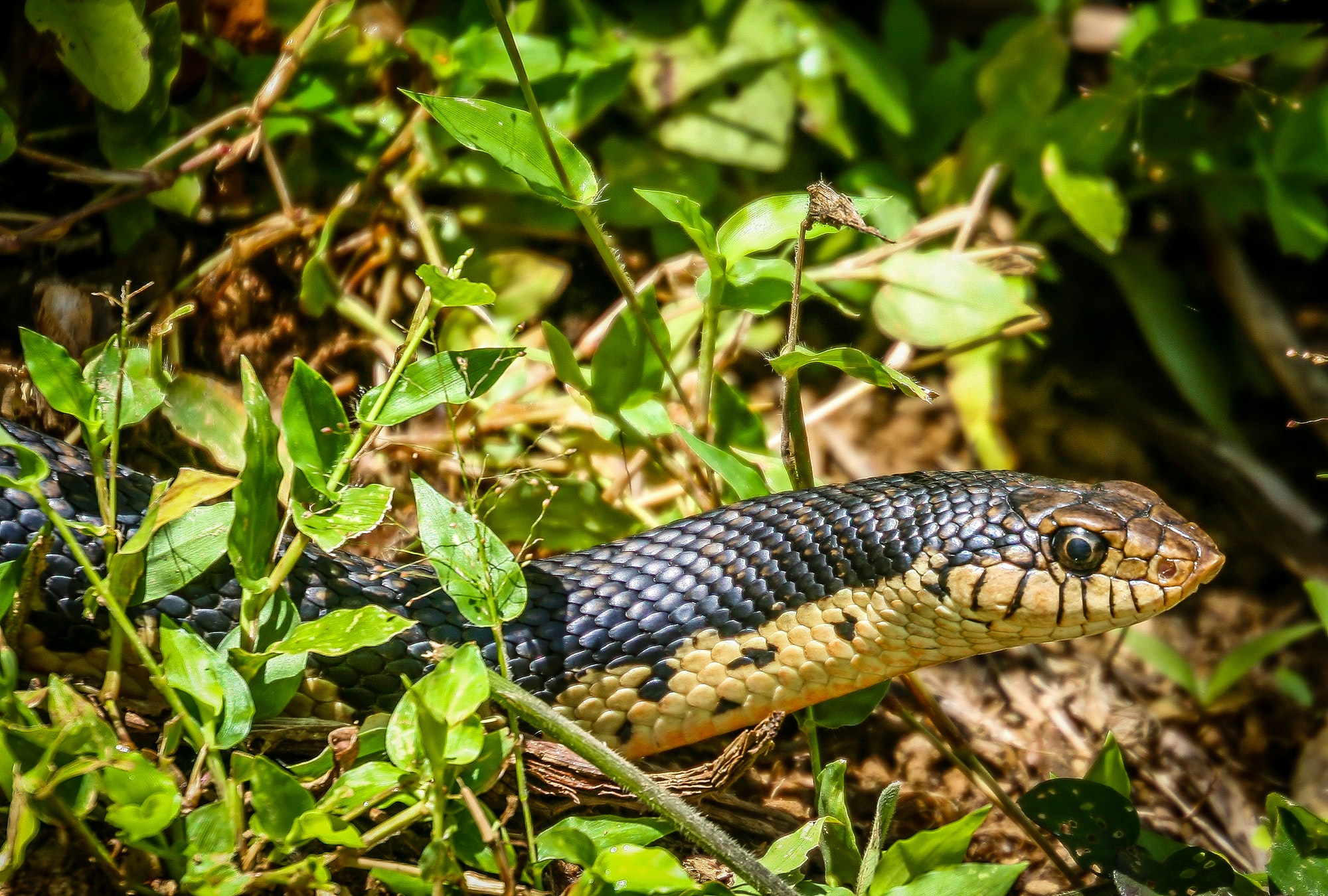 What do snake holes look like? — Amazigh’s student essay