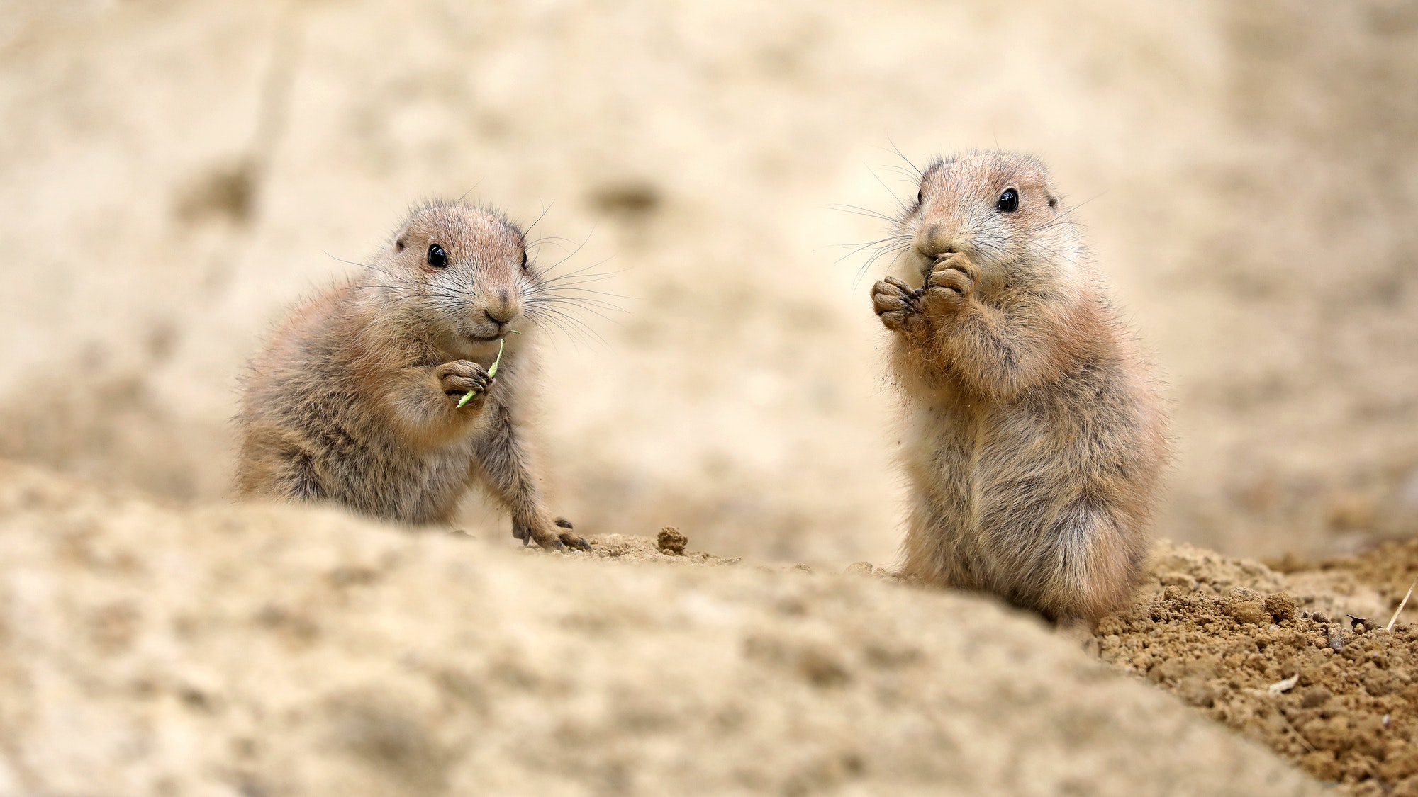 Black-tailed prairie dog (Cynomys ludovicianus), small rodent.