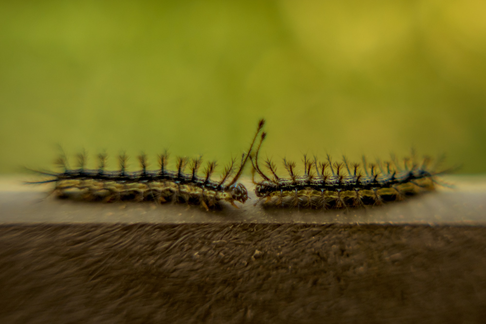 centipede