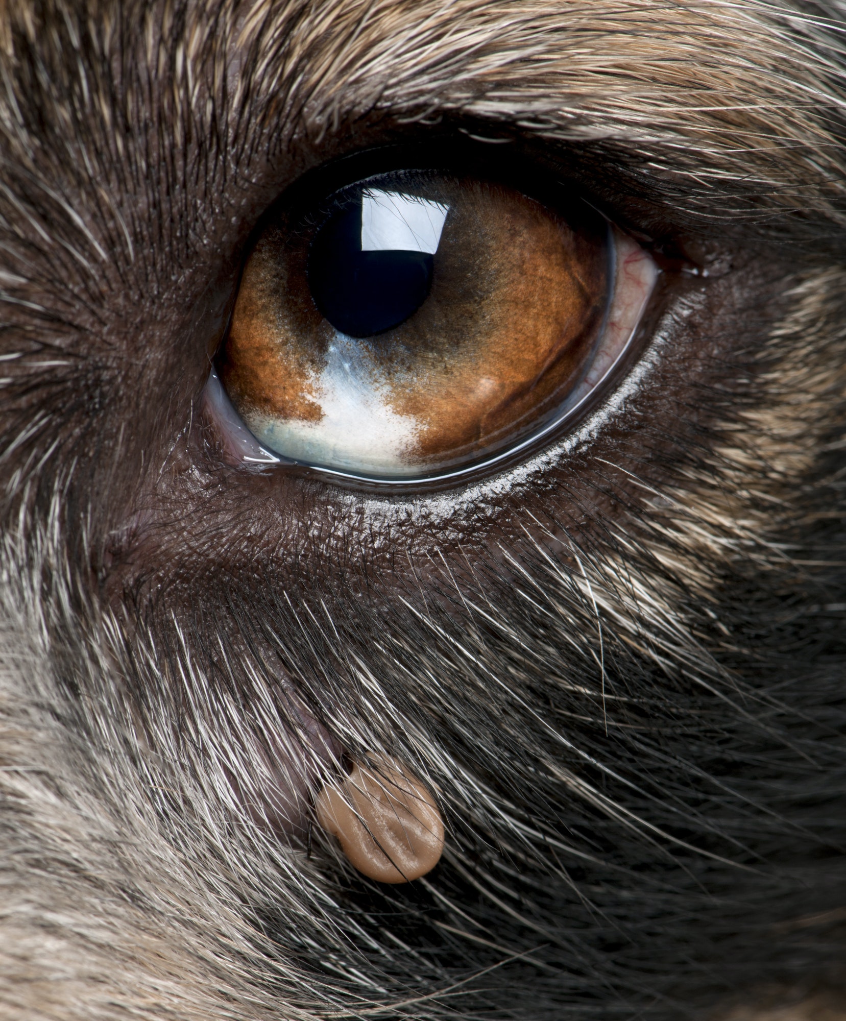 Close-up of Tick attached next to an Australian Shepherd's eye