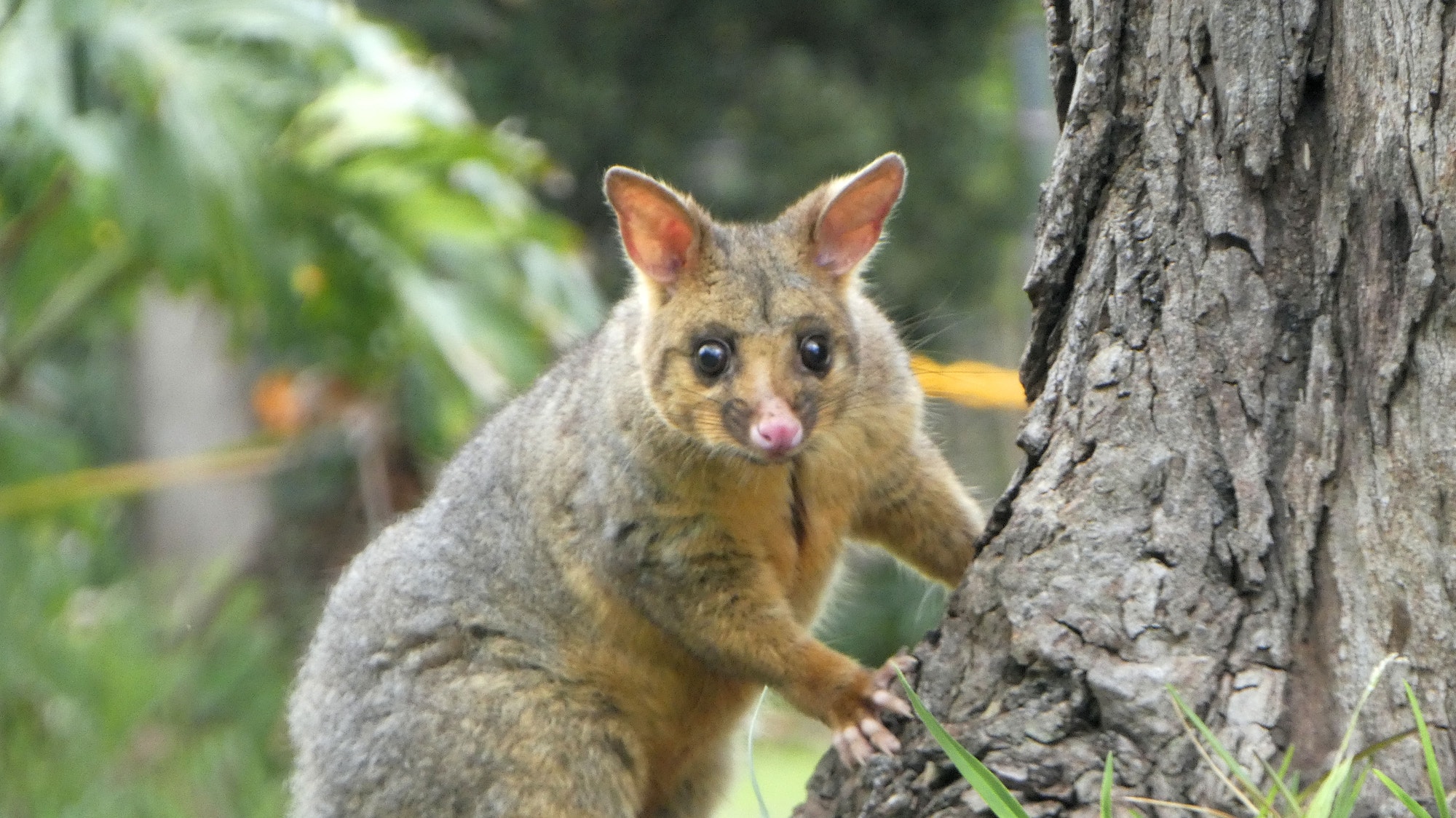 Common Brushtail Possum