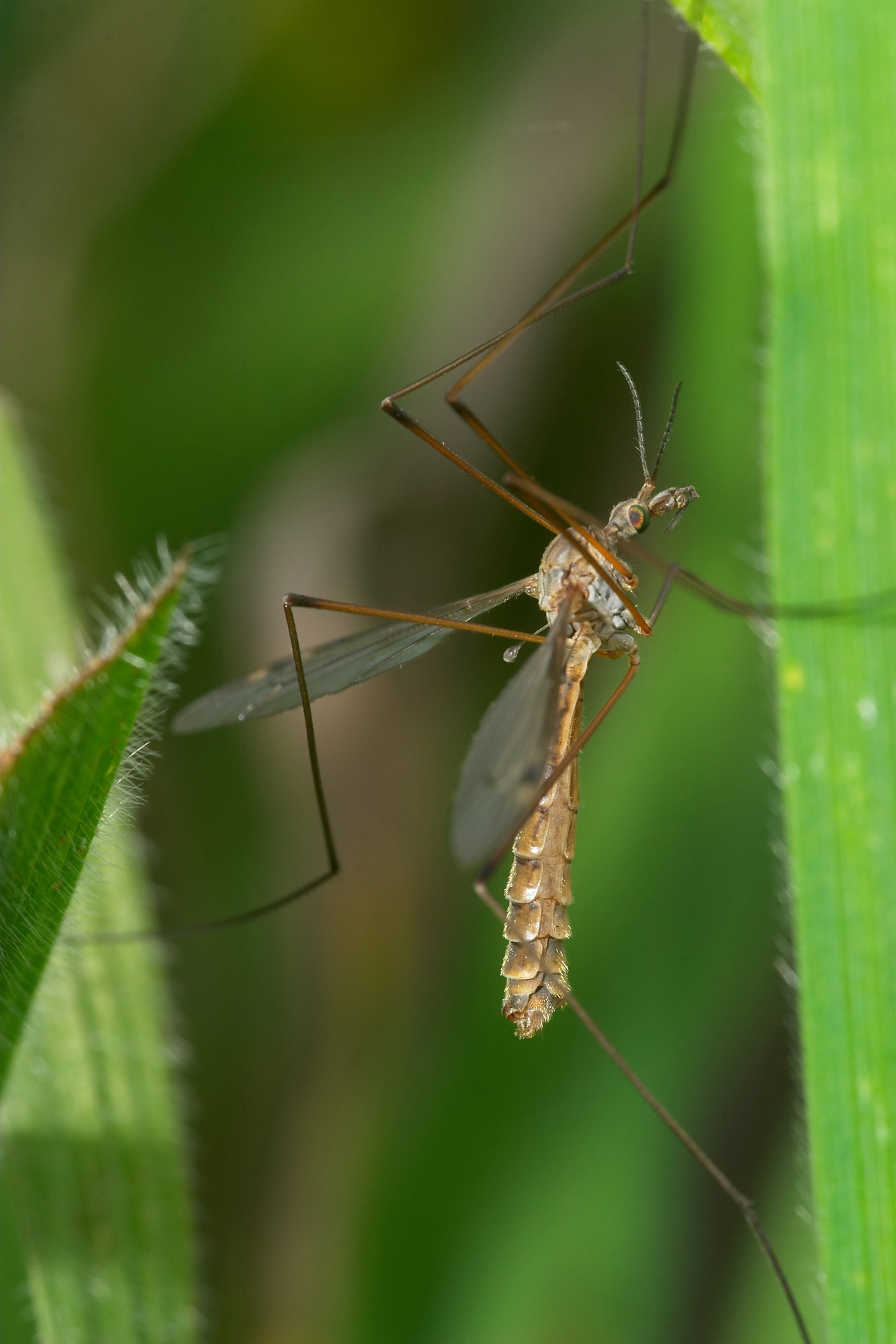 Common daddy long legs