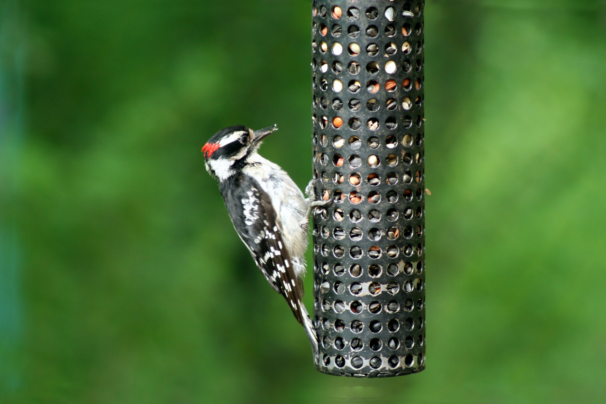 Downey Woodpecker at birdfeeder