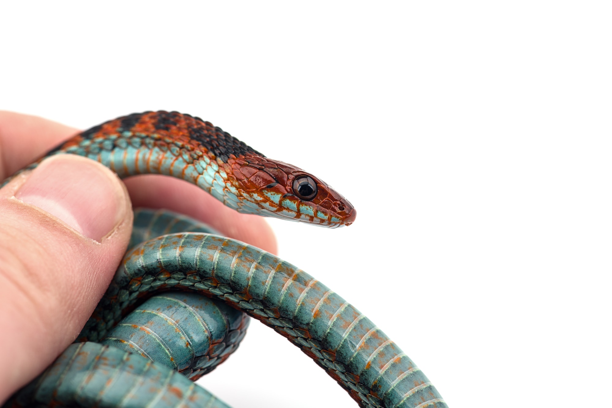 Eastern Garter Snake isolated on white background