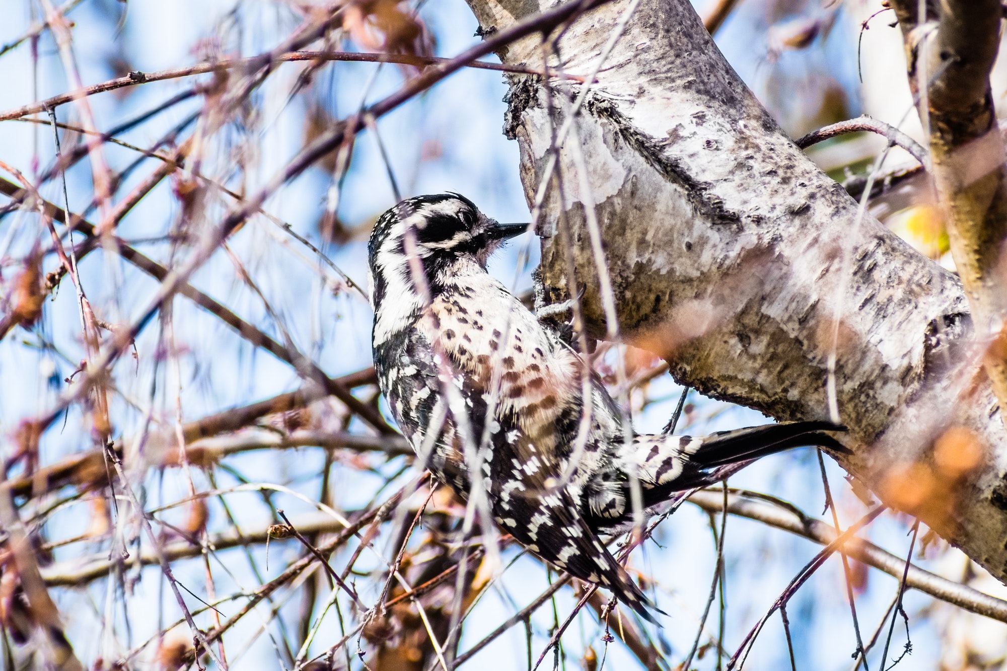 Female Nuttall's Woodpecker