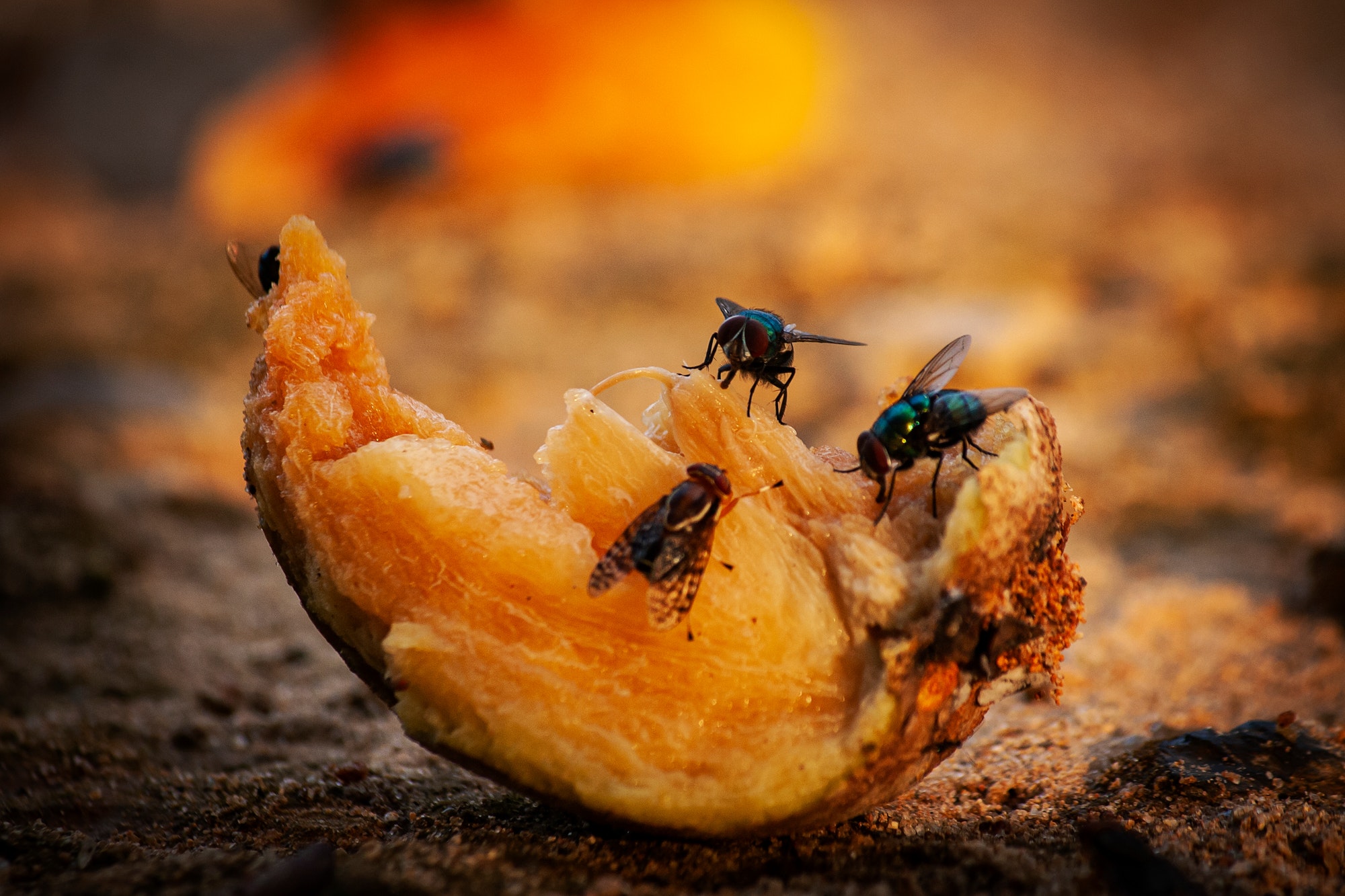 Flies on Rotten Fruit