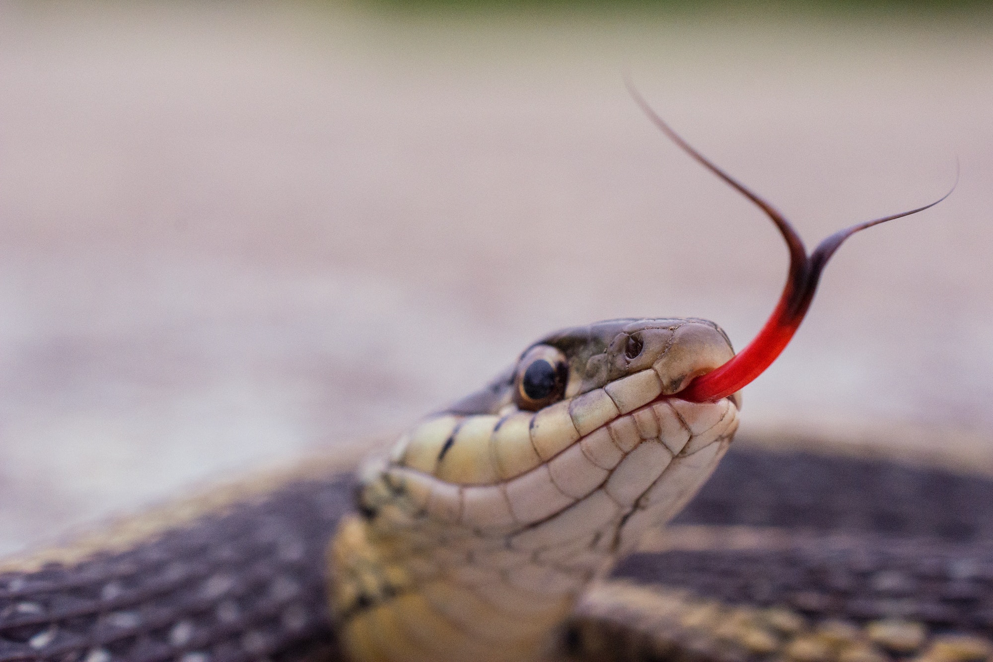 Garter snake sticking out tongue