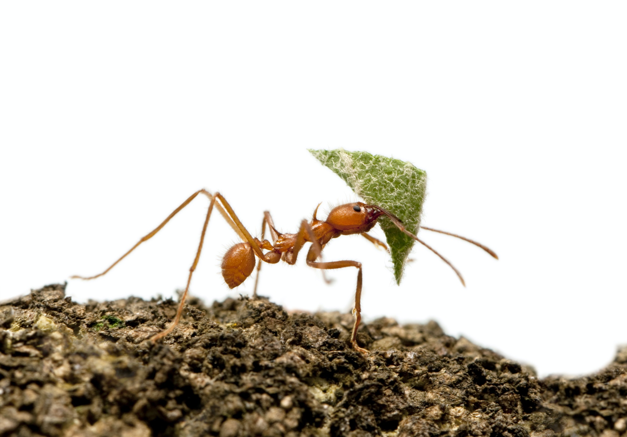 Ant carring leaf