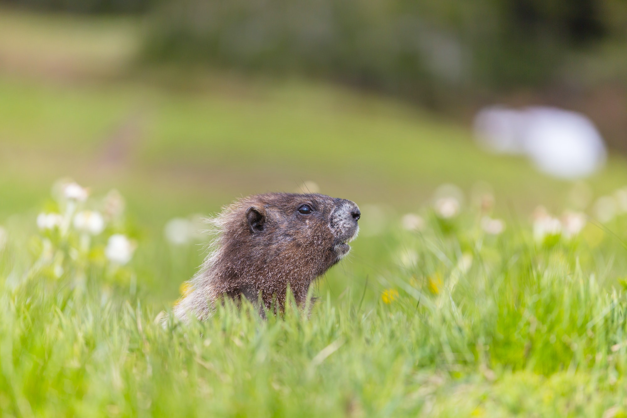 A Woodchuck