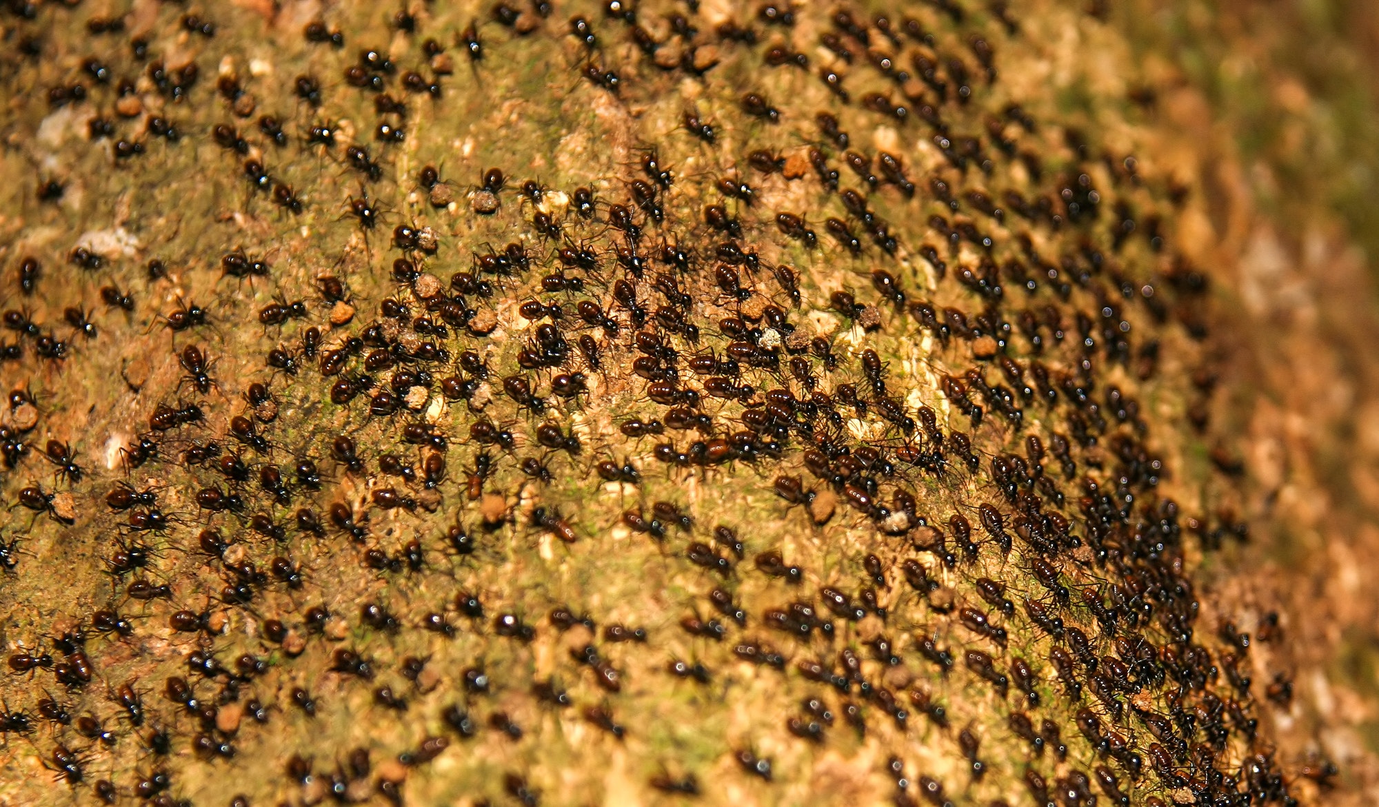 ant colony