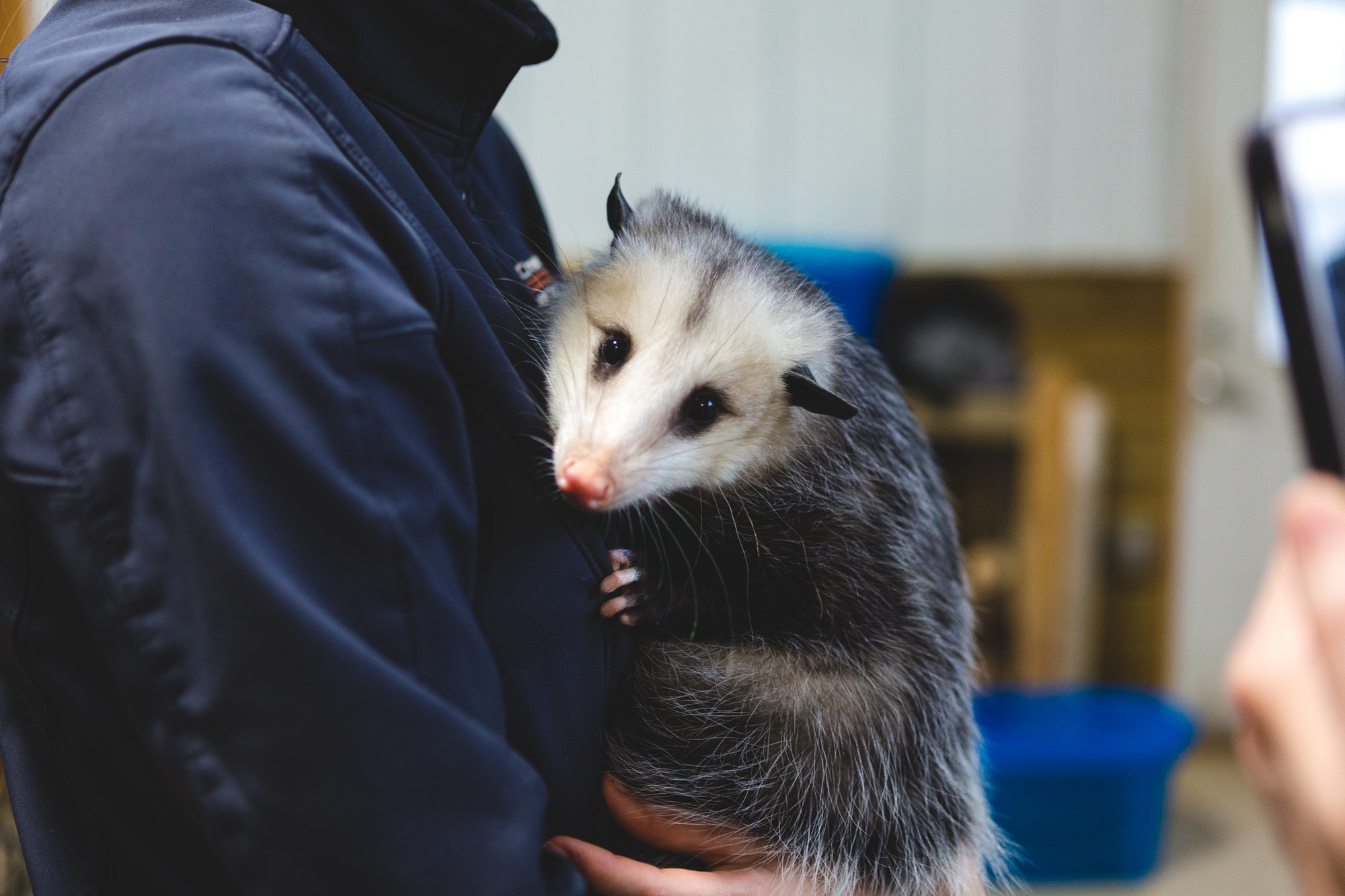 Opossum