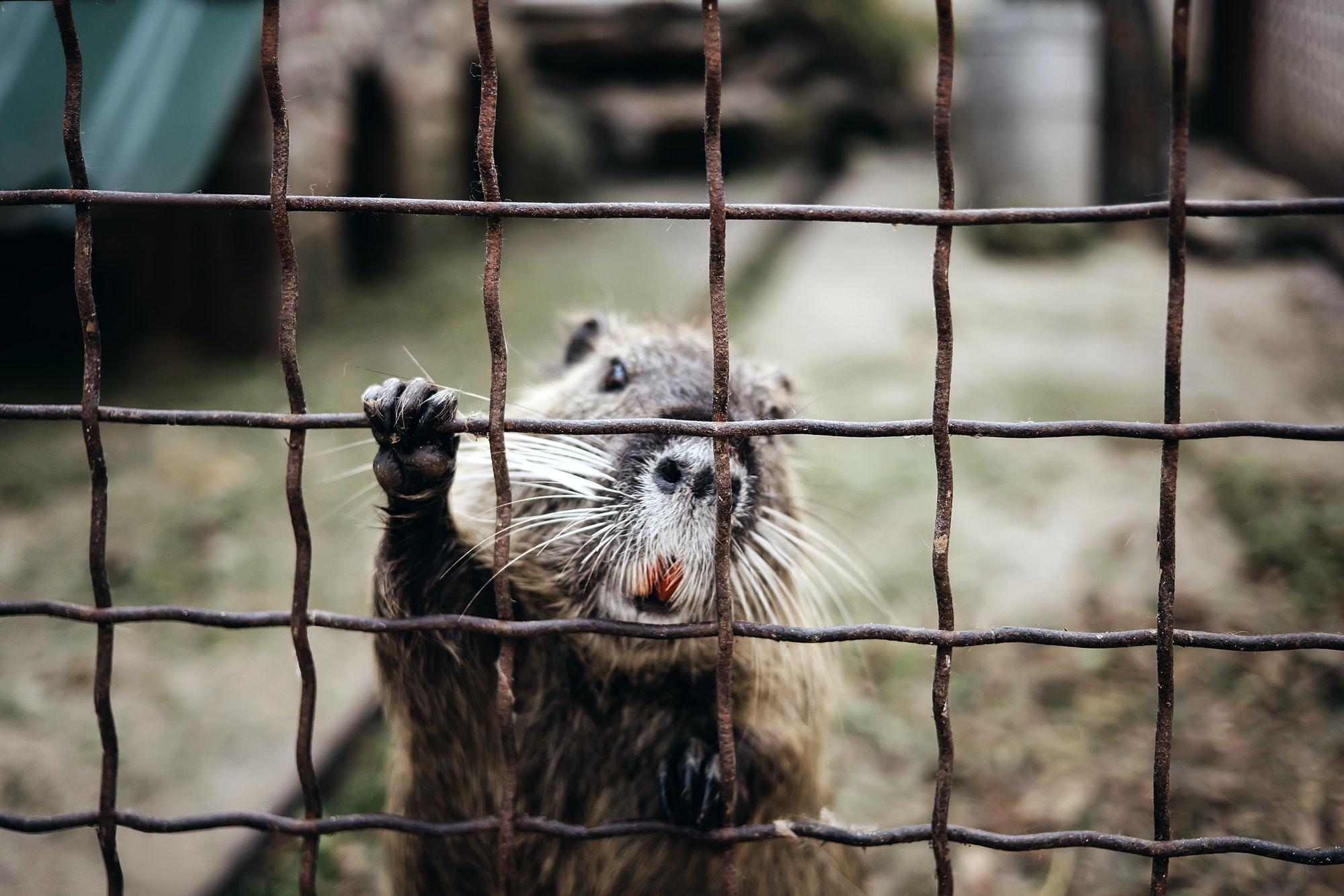 Otter rodent catch mesh bars with cute hand