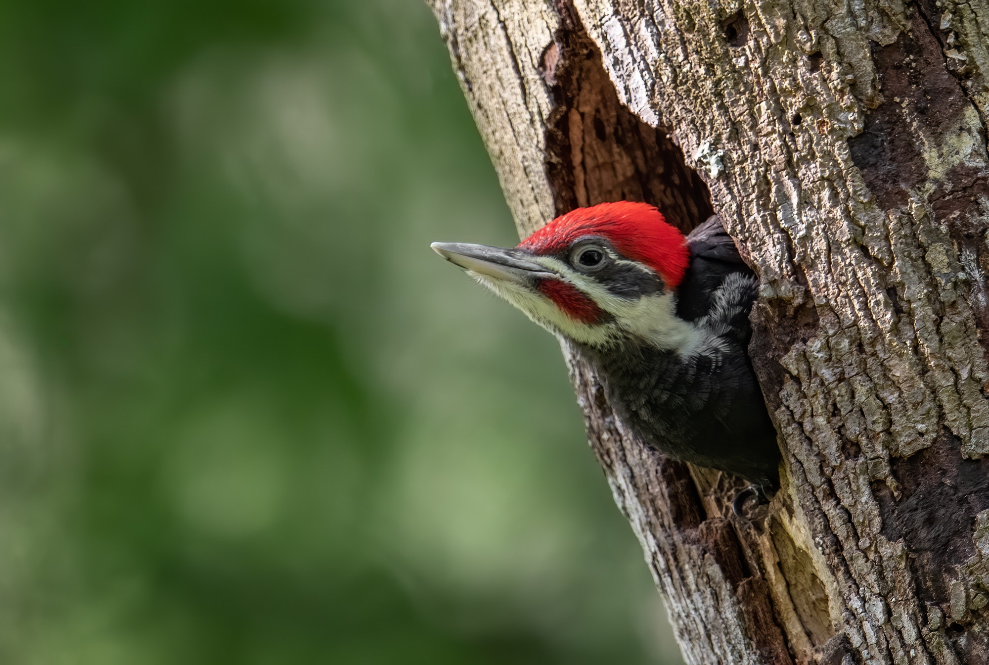 Woodpecker