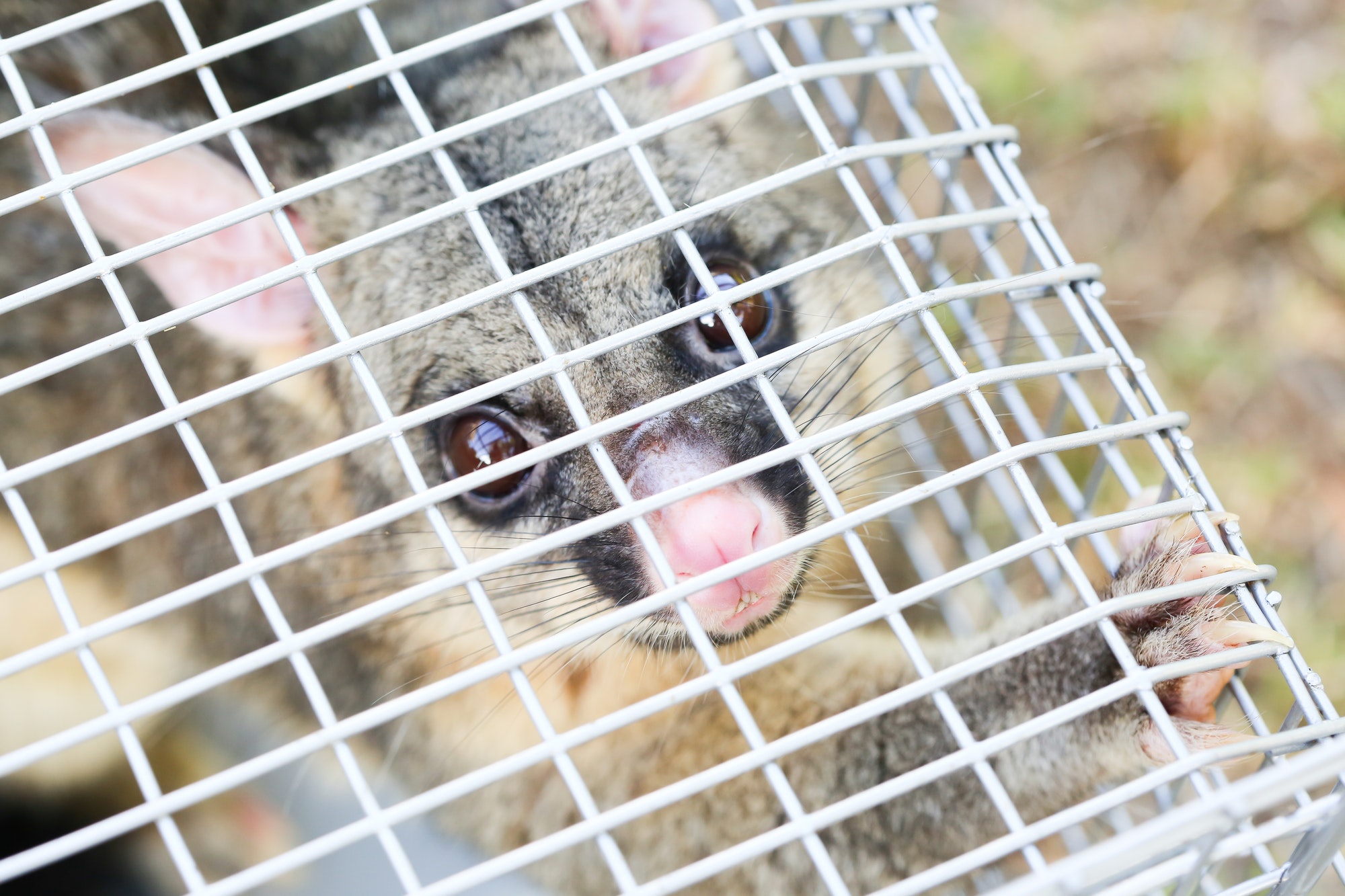 Possum Caught In a Trap