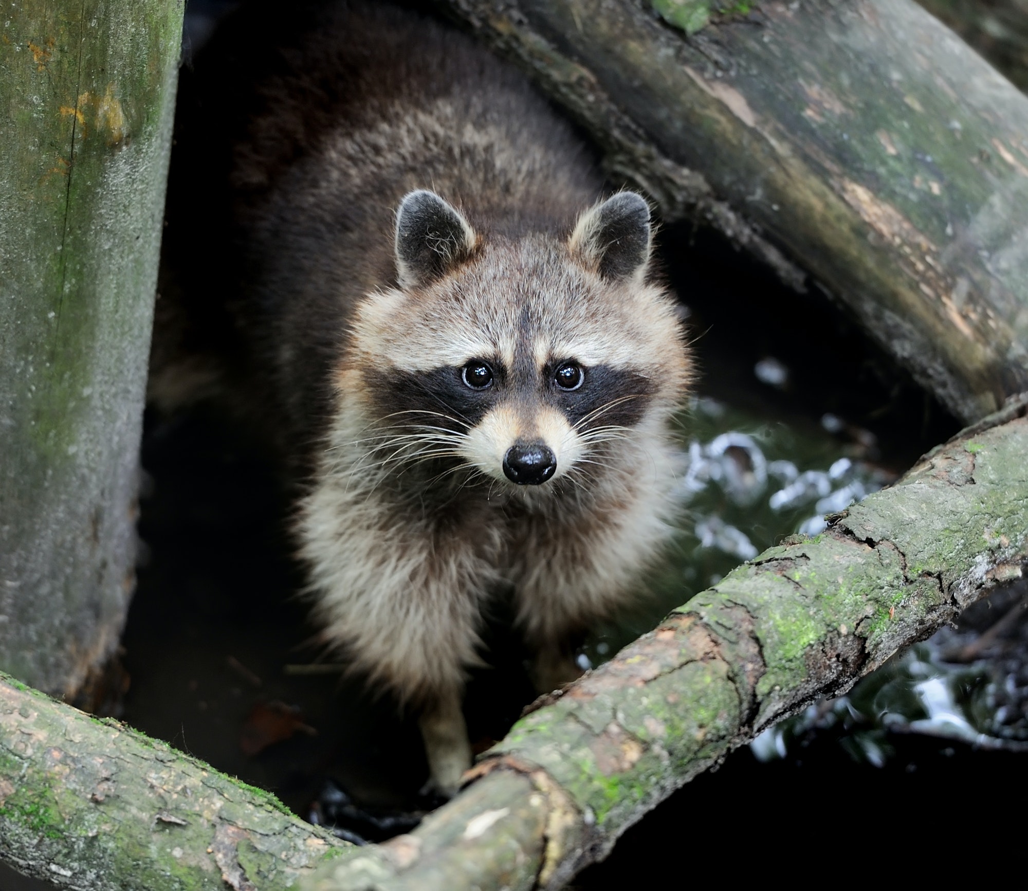 Raccoon in the forest