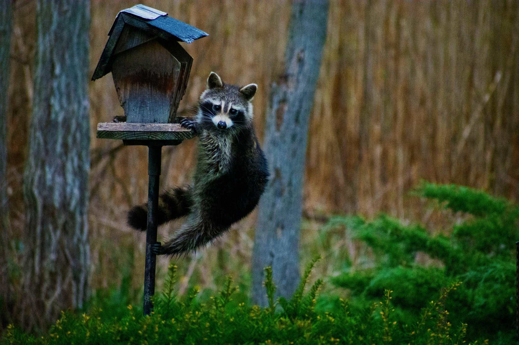 Signs Of Raccoons Terrorizing Your Home Denvers Student Essay