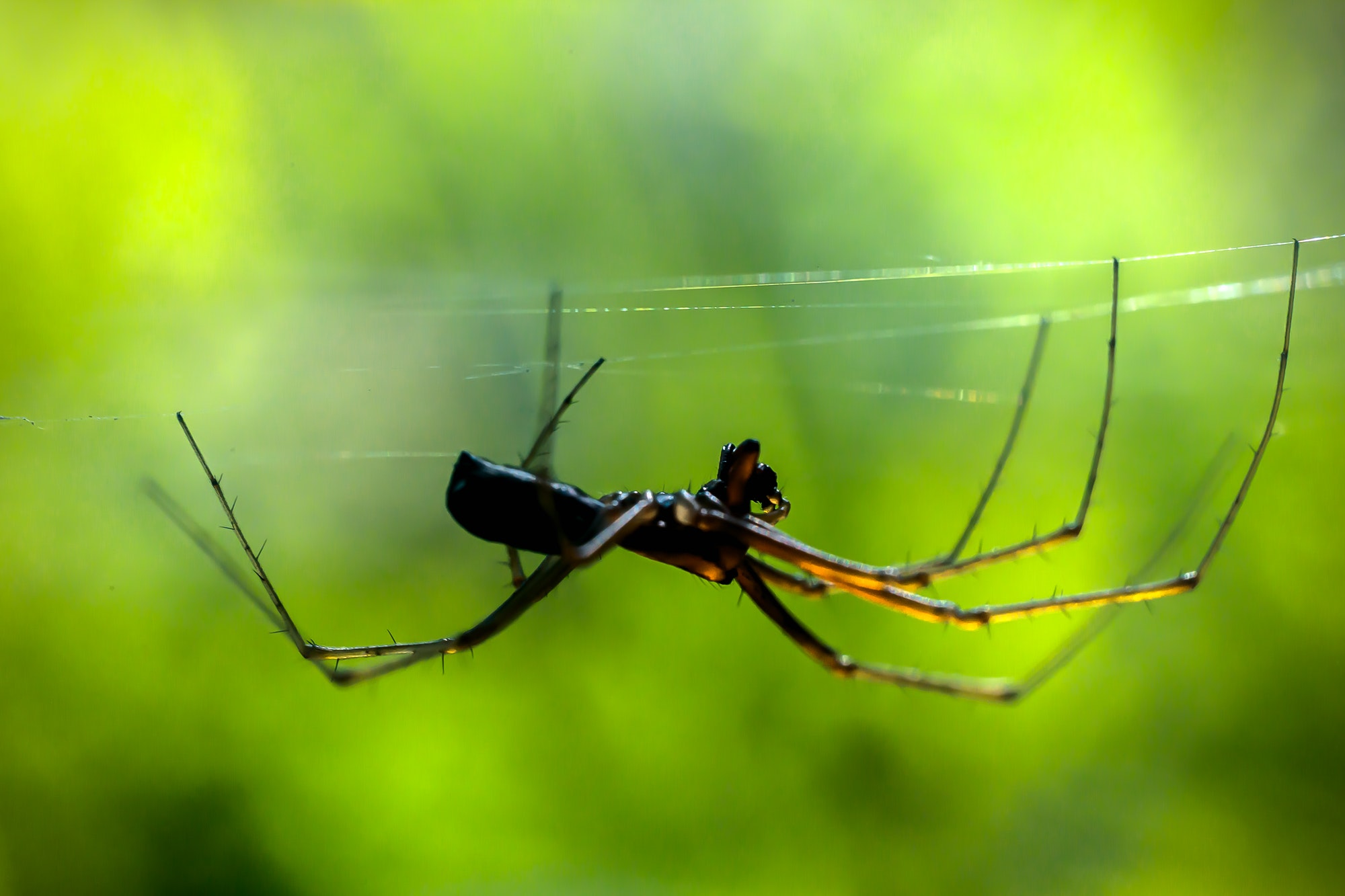 Spider on the Web