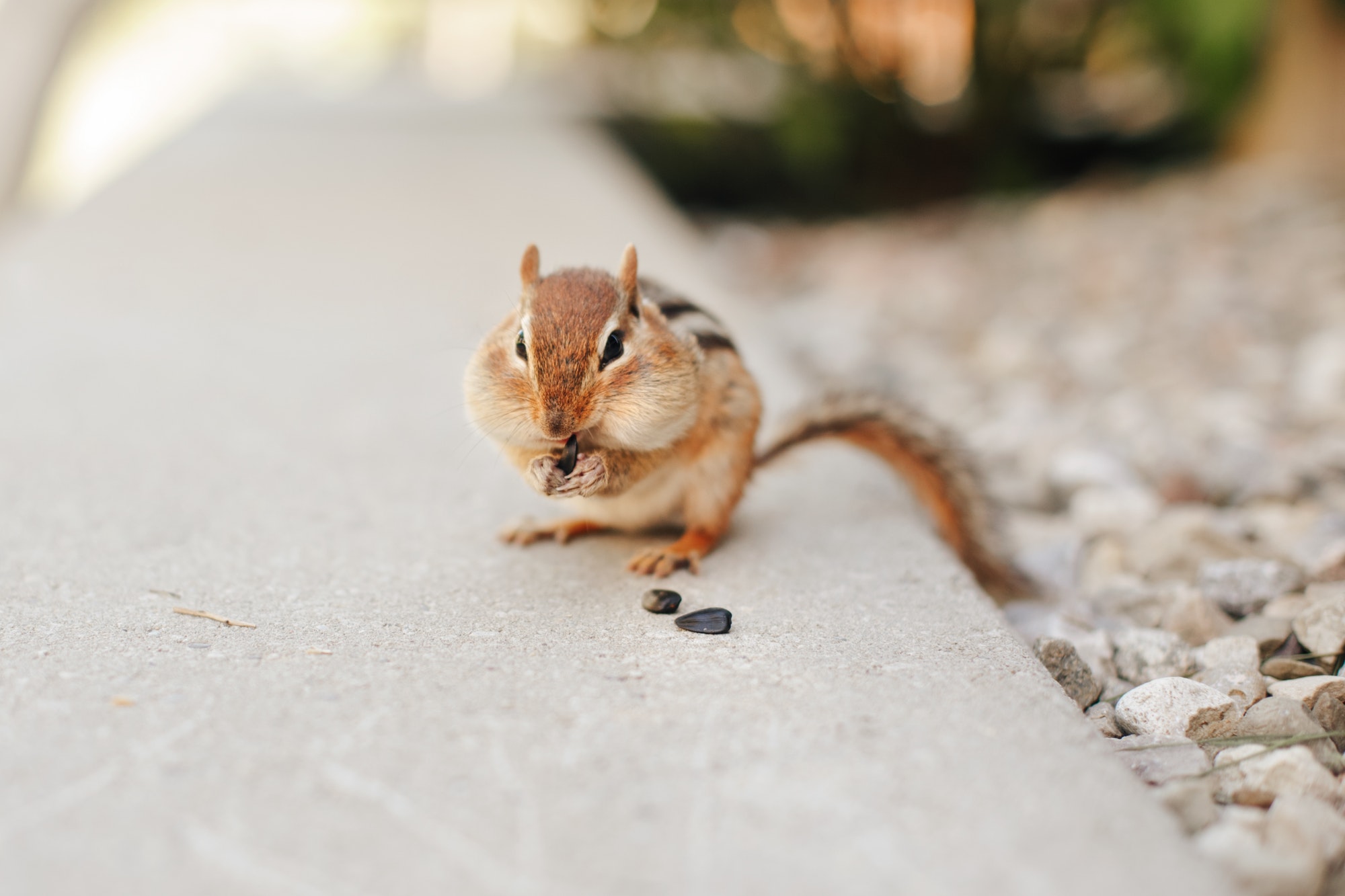 Brown Chipmunk