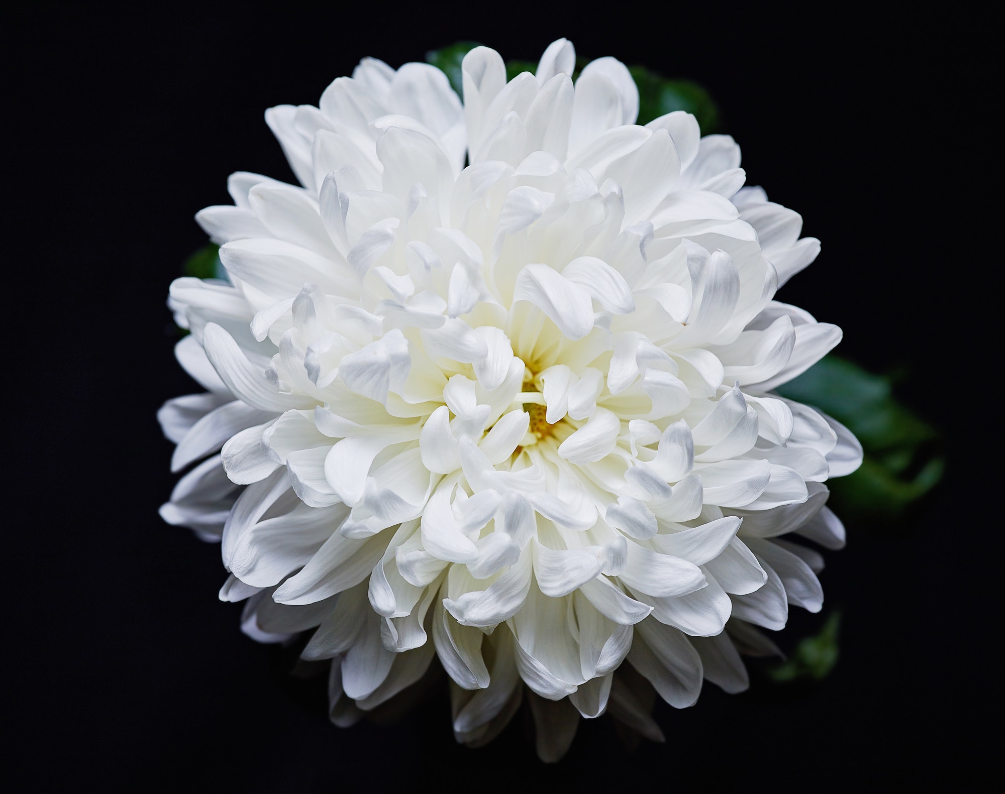 White chrysanthemum