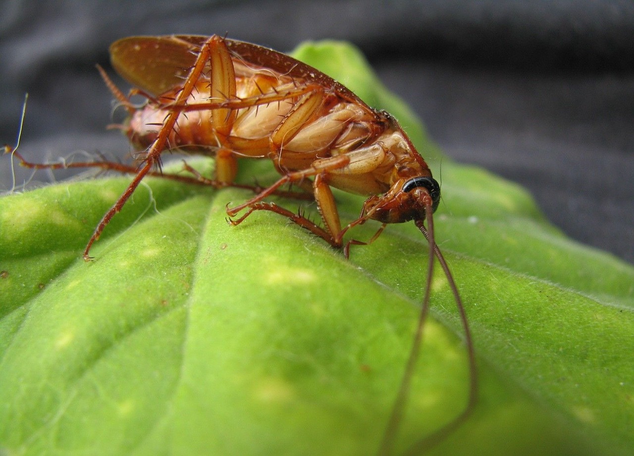 Cockroaches Infesting Your Car