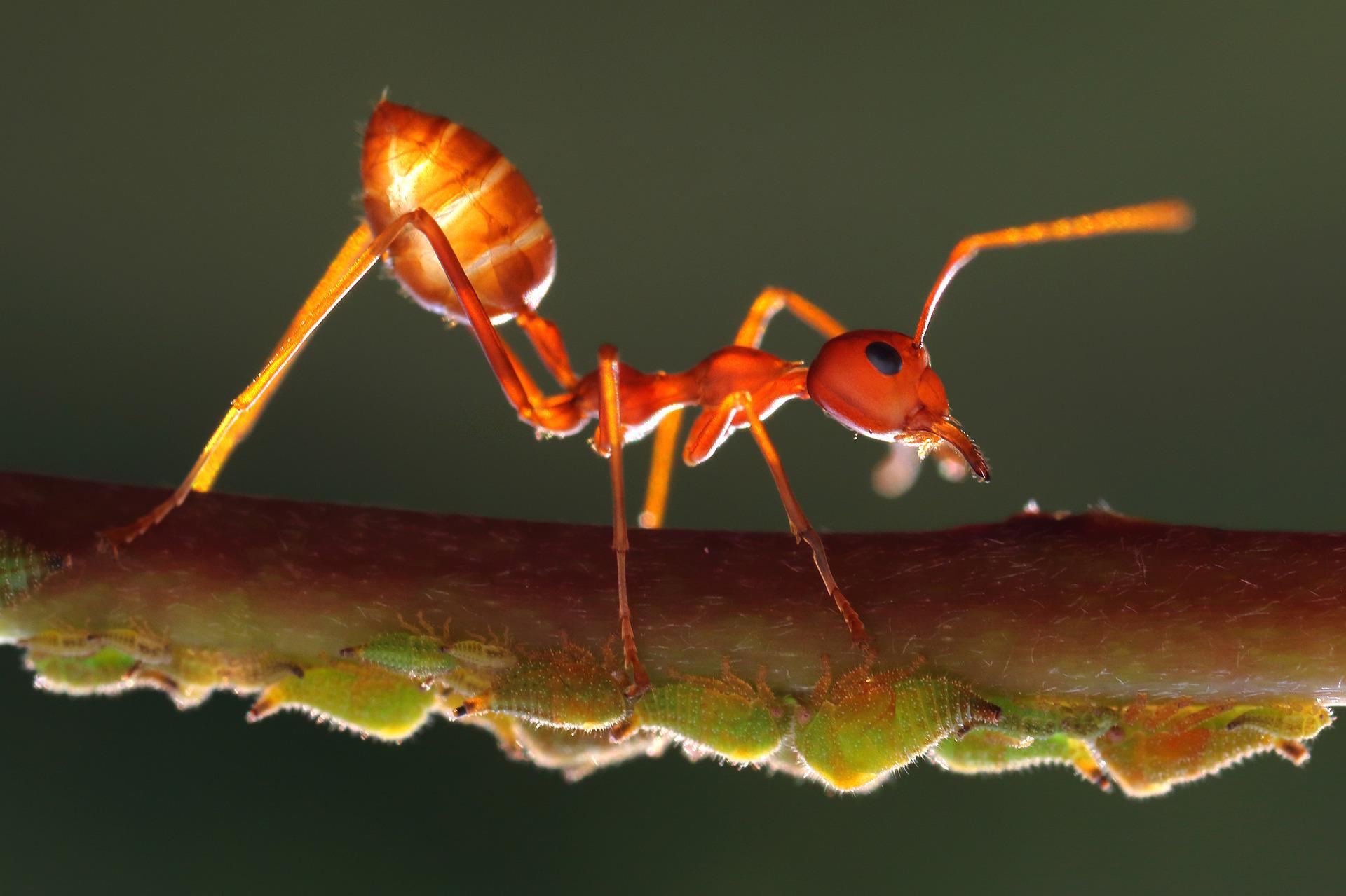 Citronella Ants