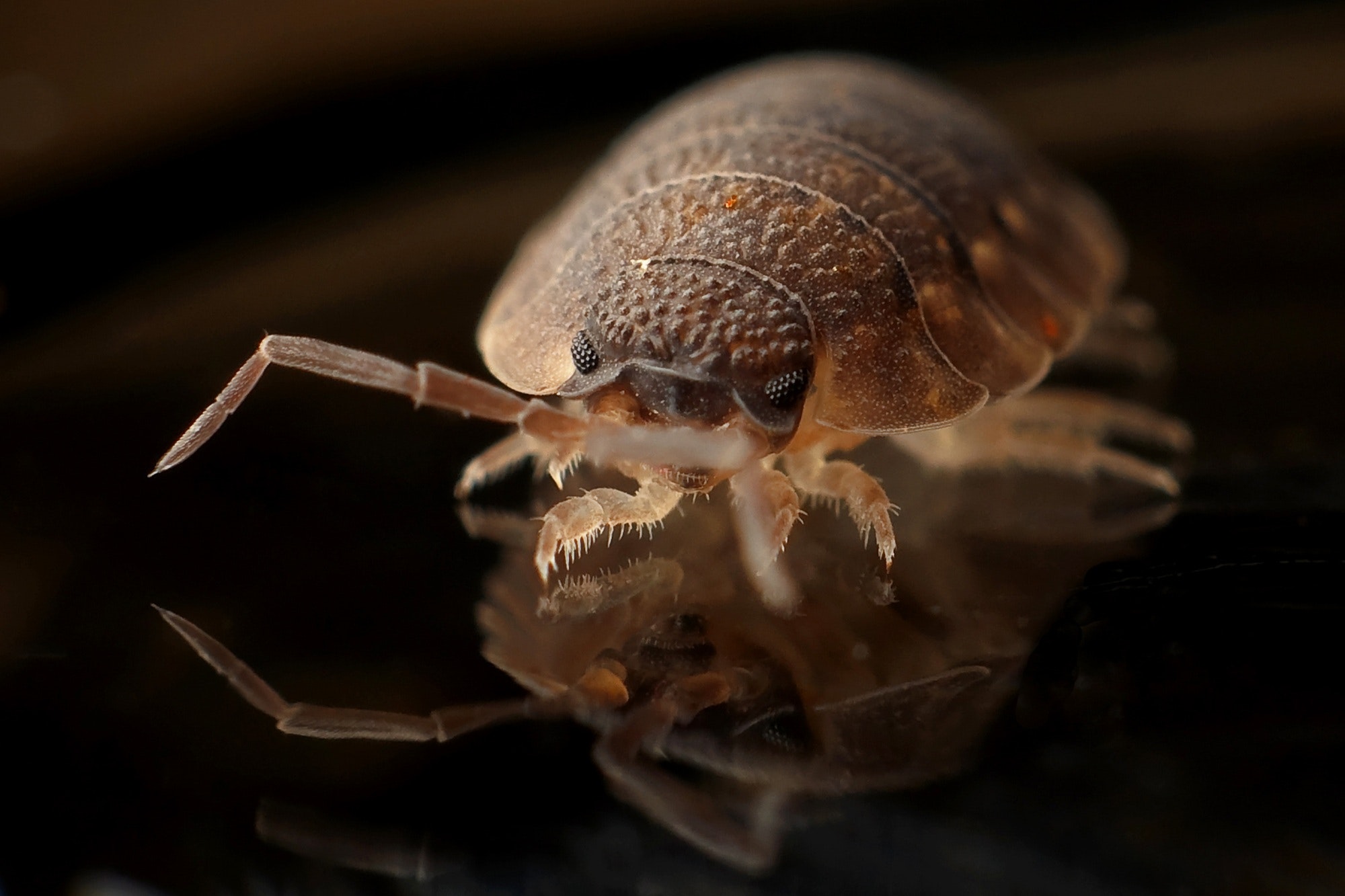 What Does It Mean When You See Baby Bed Bugs