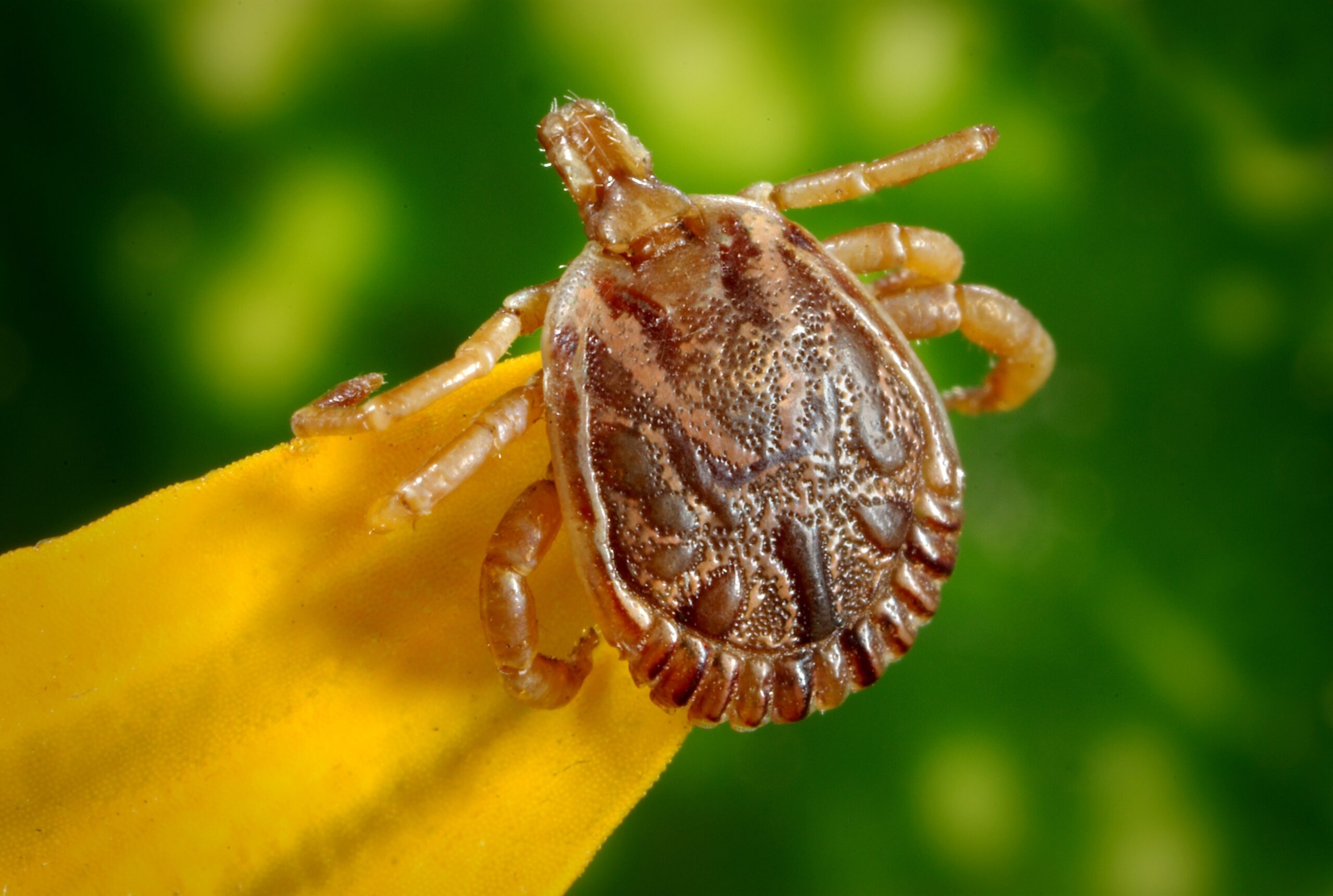 What Is Powassan Virus